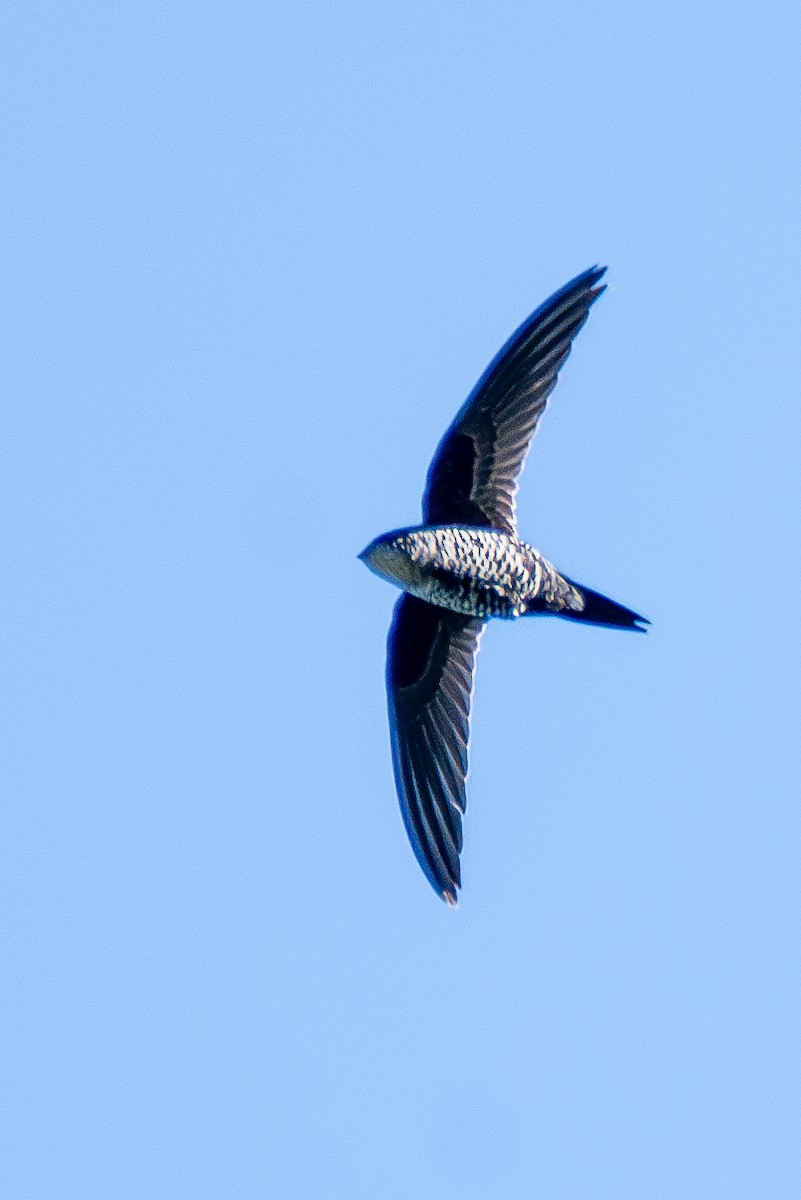 Dark-rumped Swift - ML628356096