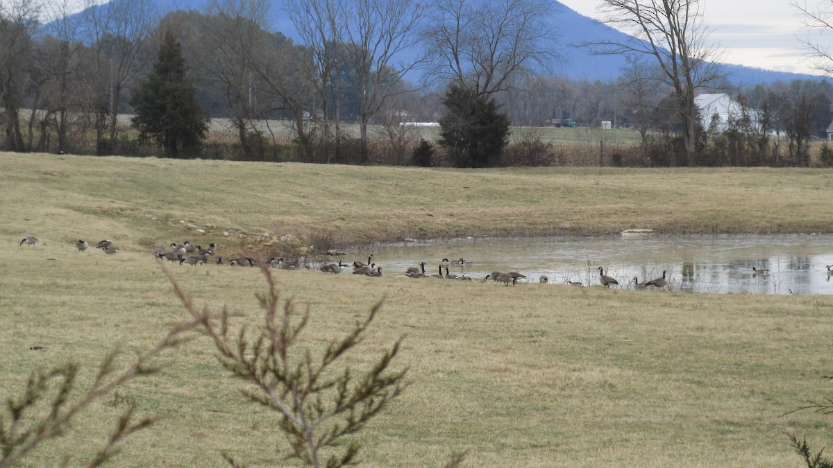 Canada Goose - ML628356167