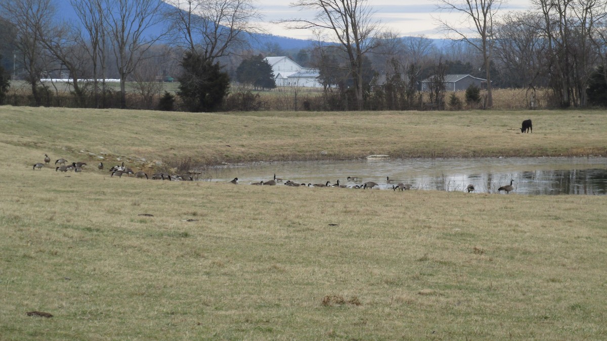 Canada Goose - ML628356168