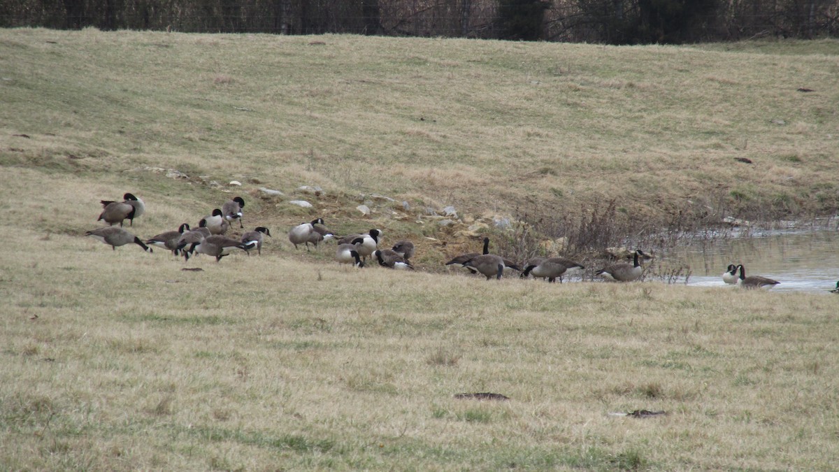 Canada Goose - ML628356169