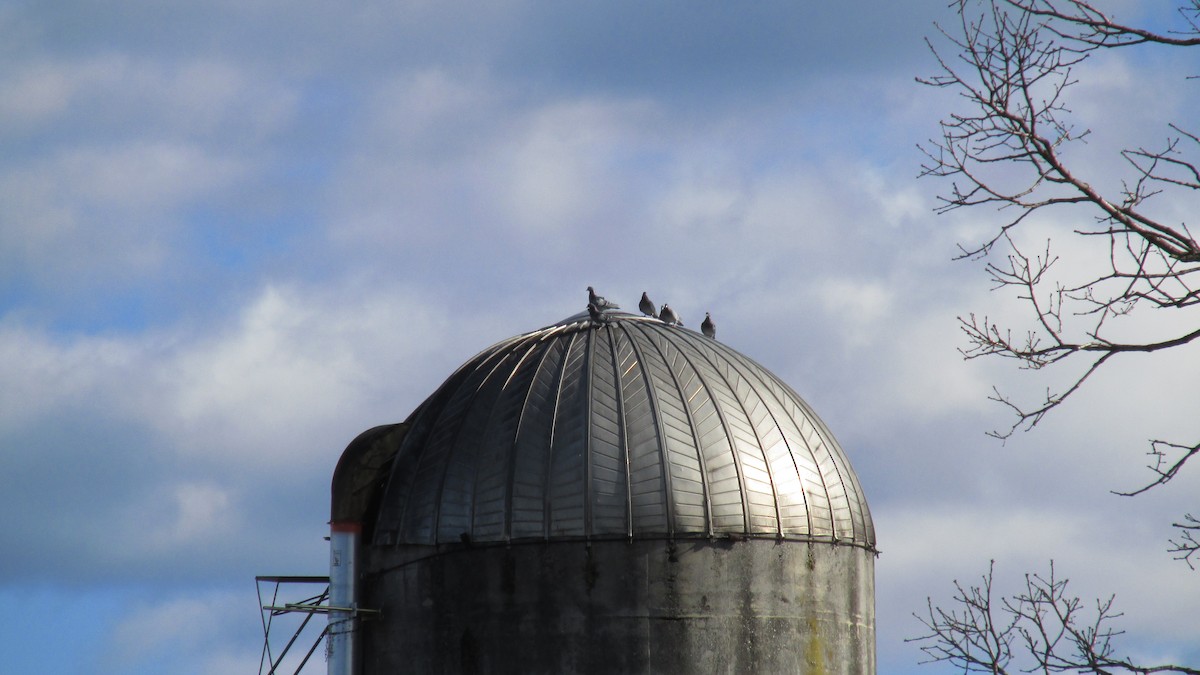 Rock Pigeon (Feral Pigeon) - ML628356237
