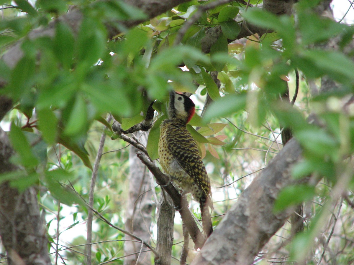 Green-barred Woodpecker - ML628356473