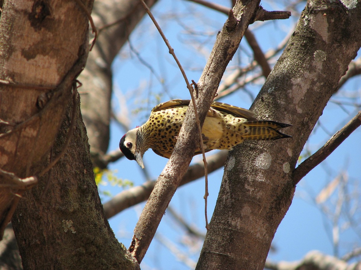 Green-barred Woodpecker - ML628356475
