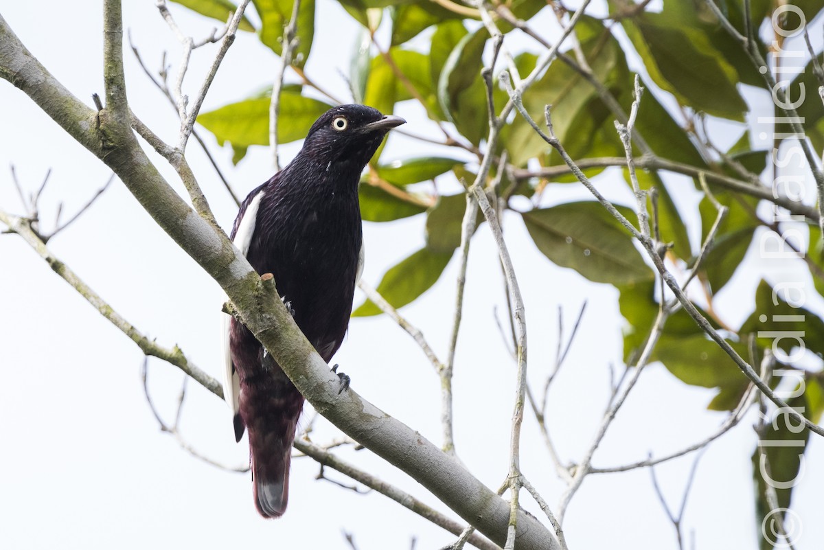 White-winged Cotinga - Claudia Brasileiro