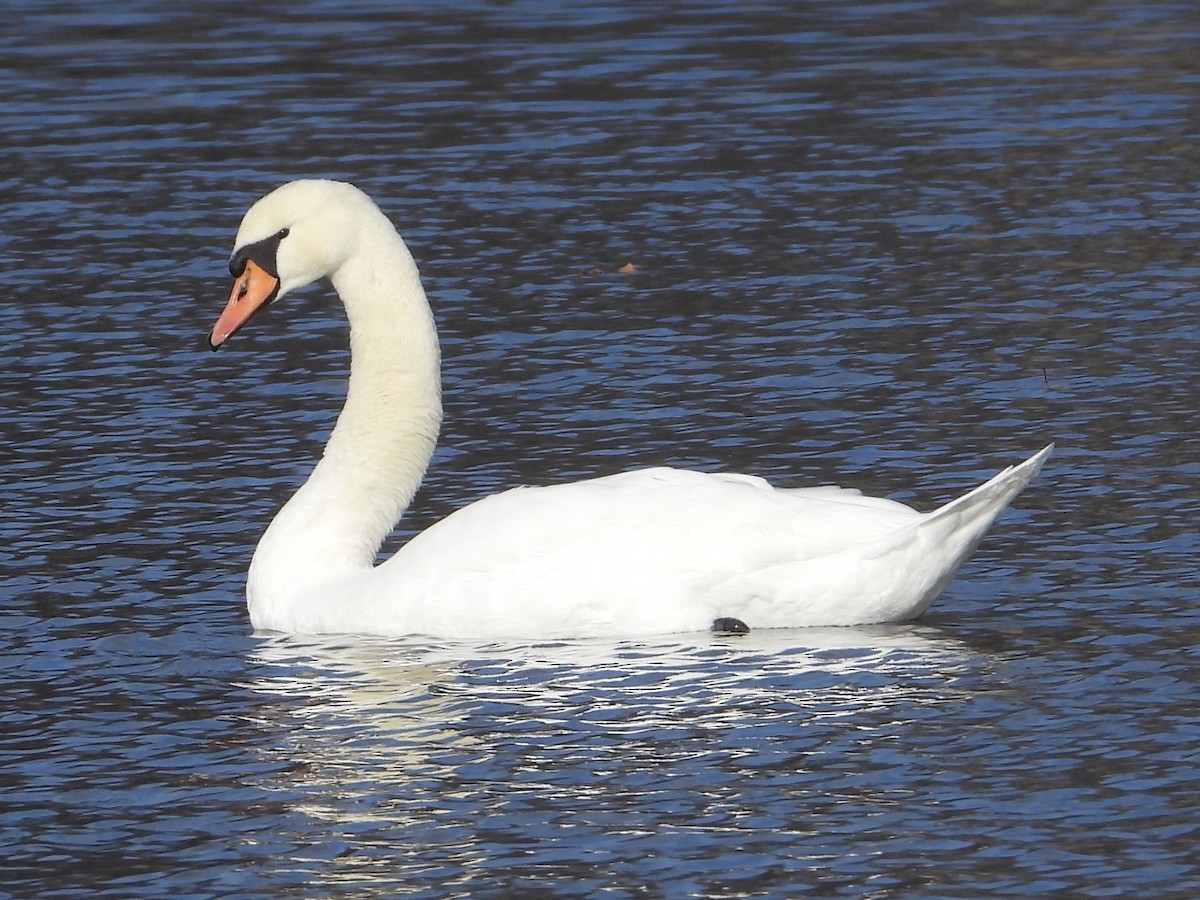 Mute Swan - ML628356565
