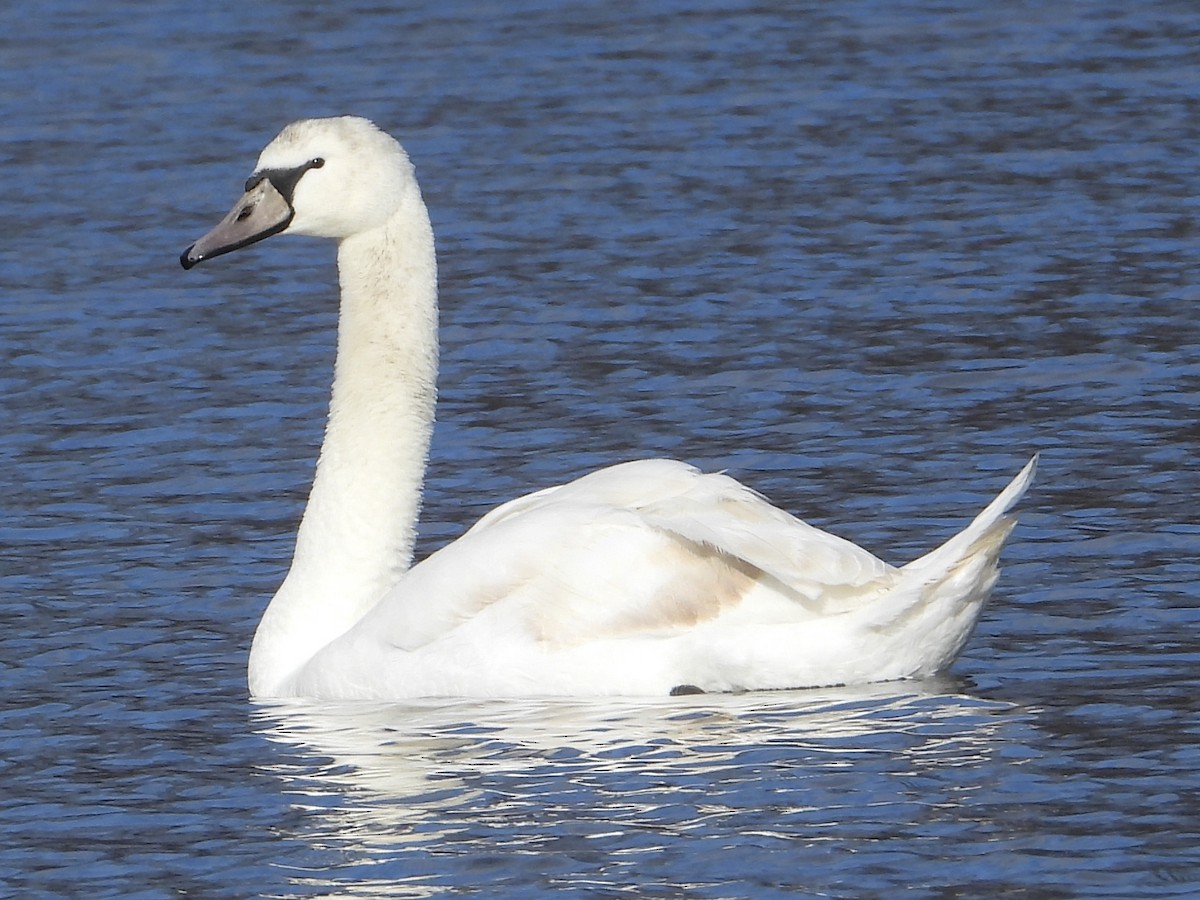 Mute Swan - ML628356566