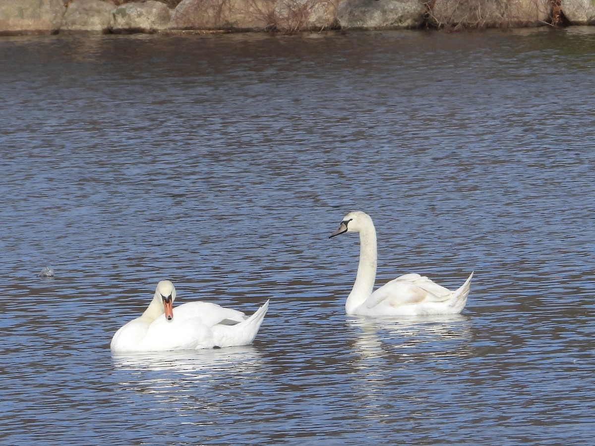 Mute Swan - ML628356567