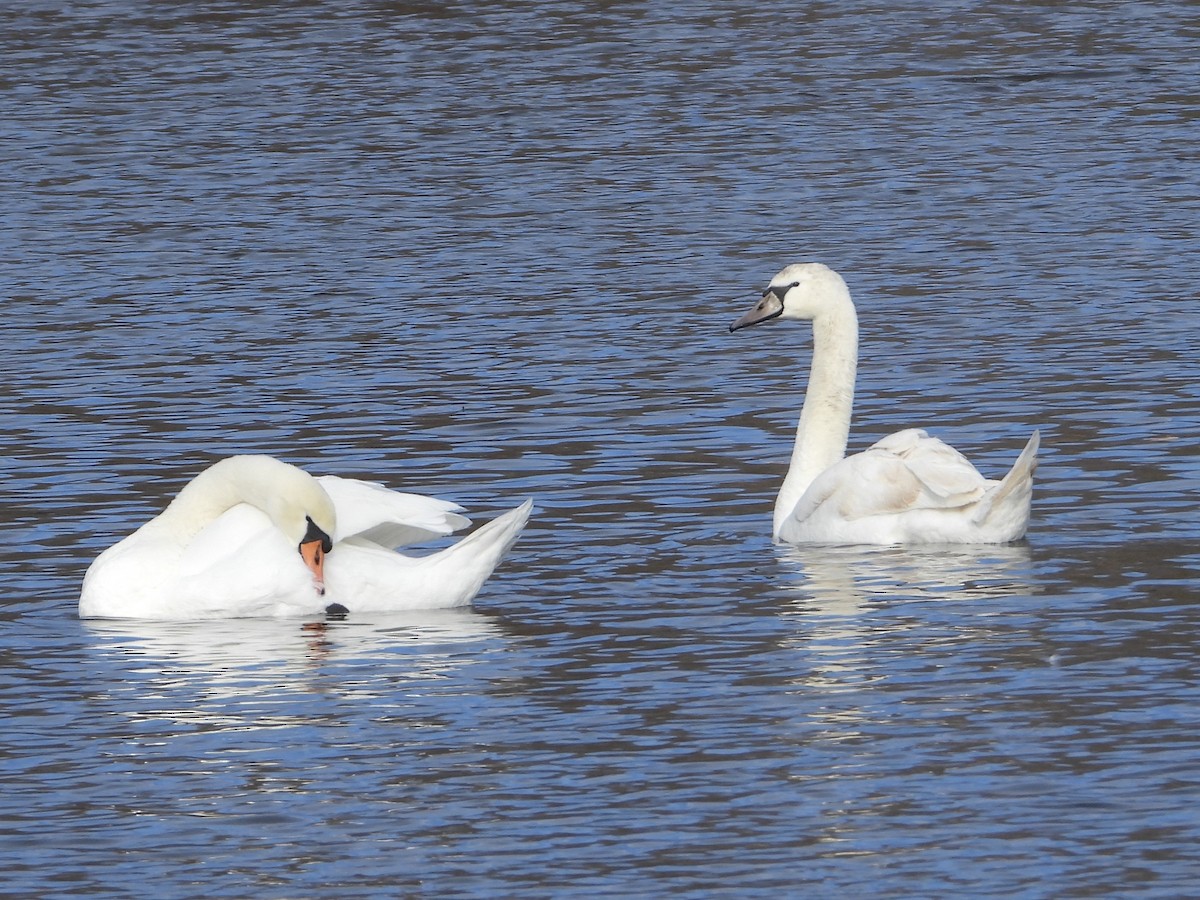 Mute Swan - ML628356568