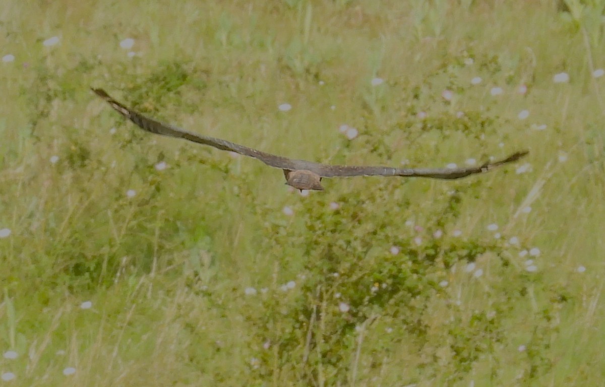 African Marsh Harrier - ML628356876