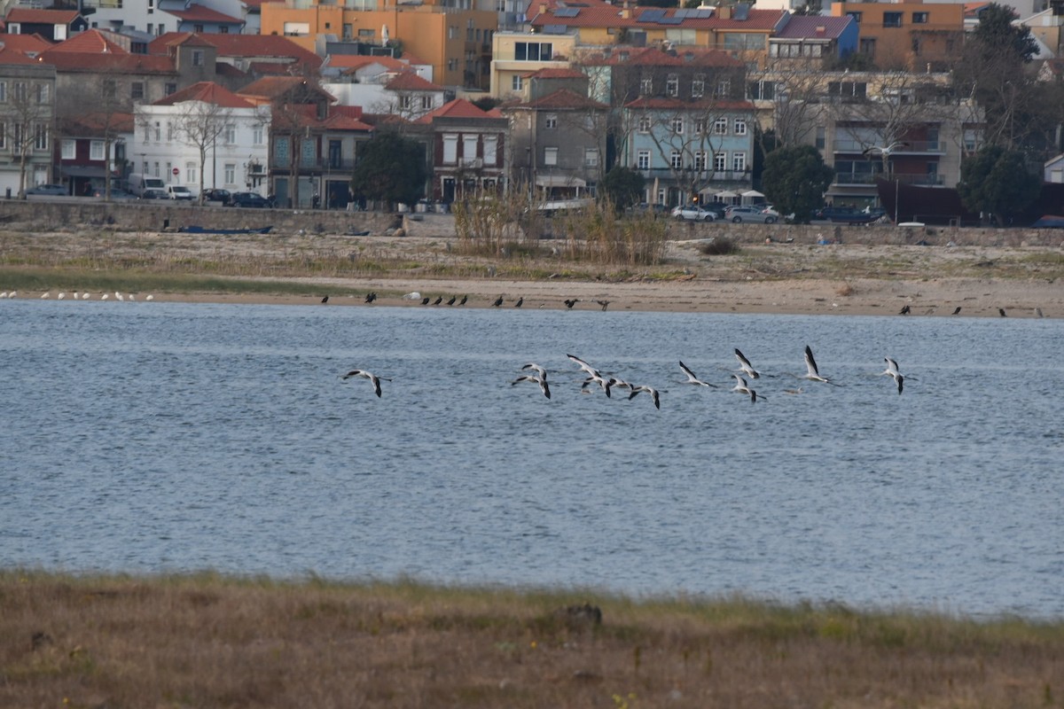 Greater Flamingo - ML628356883