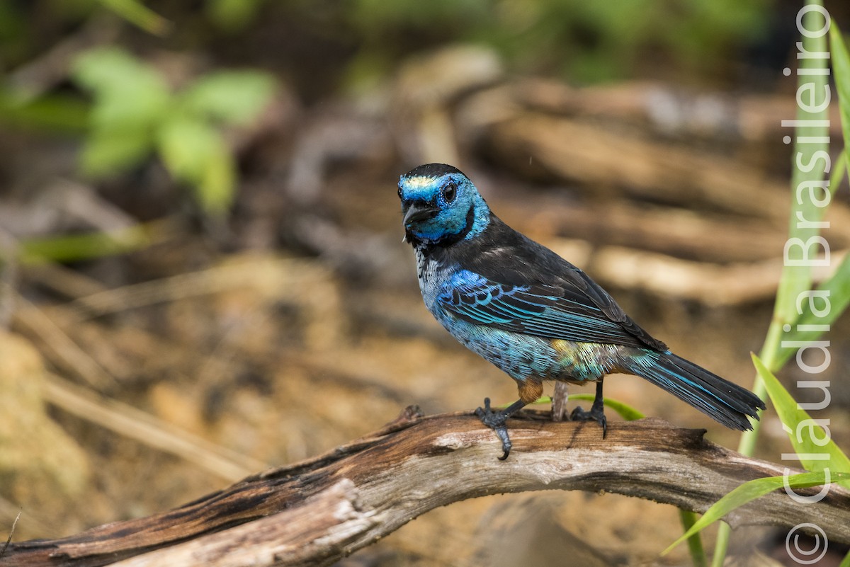 Opal-rumped Tanager (Silver-breasted) - Claudia Brasileiro