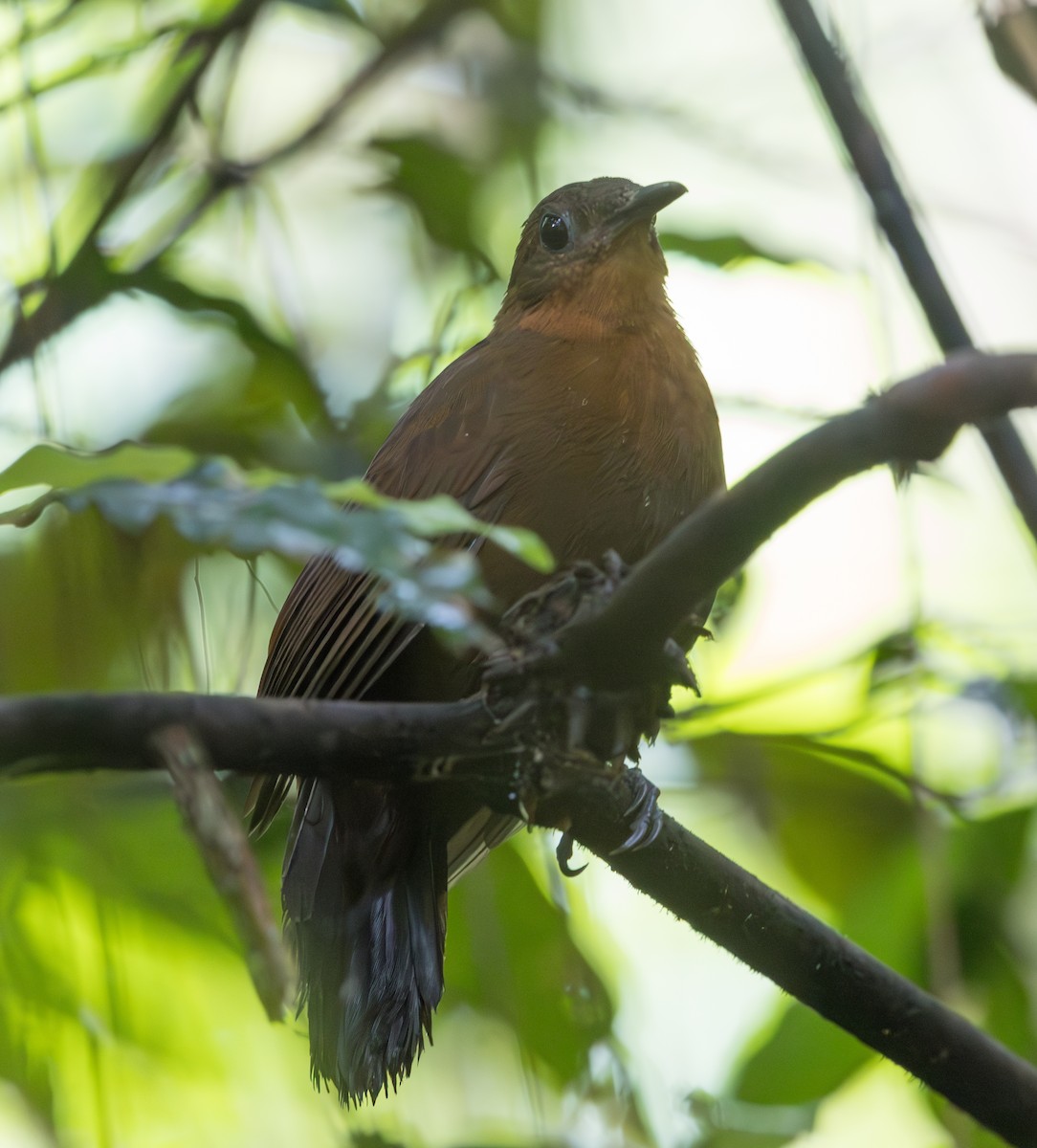 South American Leaftosser (Atlantic) - ML628356918