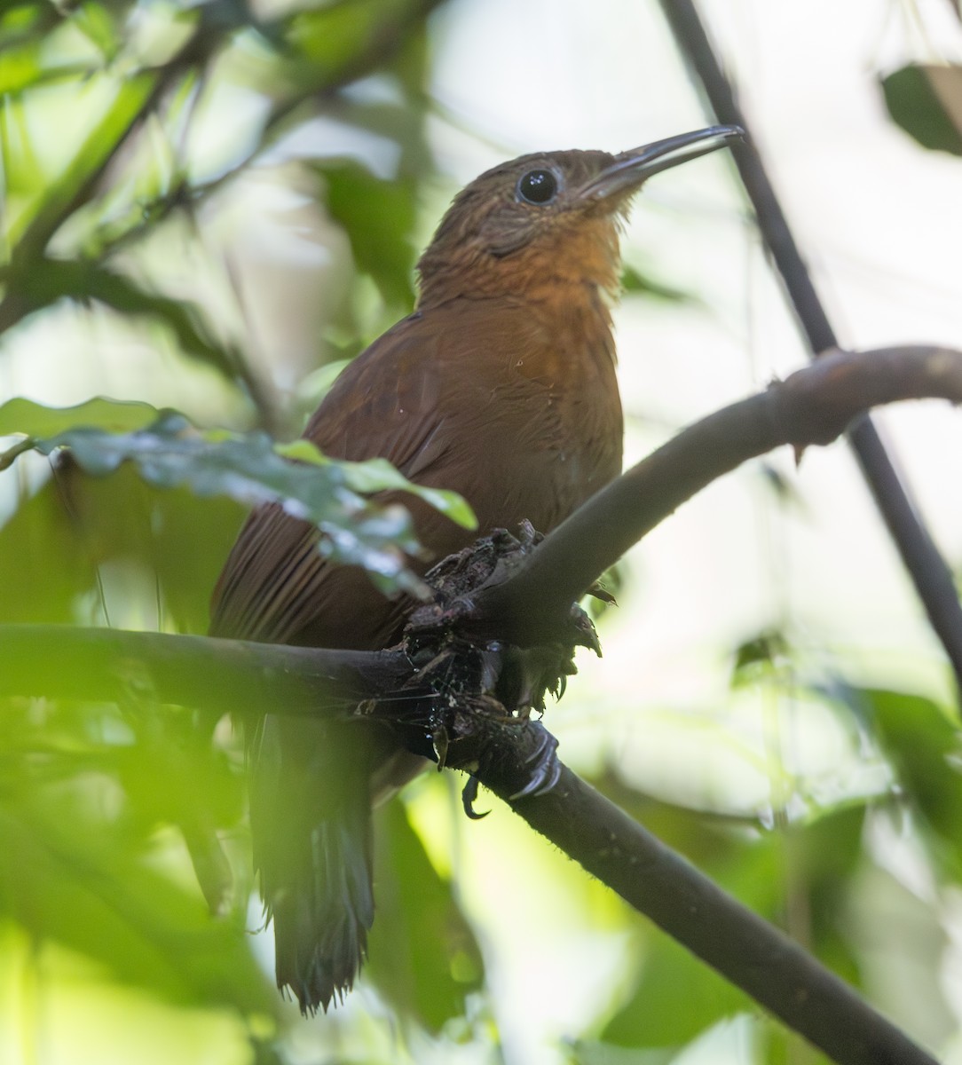 South American Leaftosser (Atlantic) - ML628356919