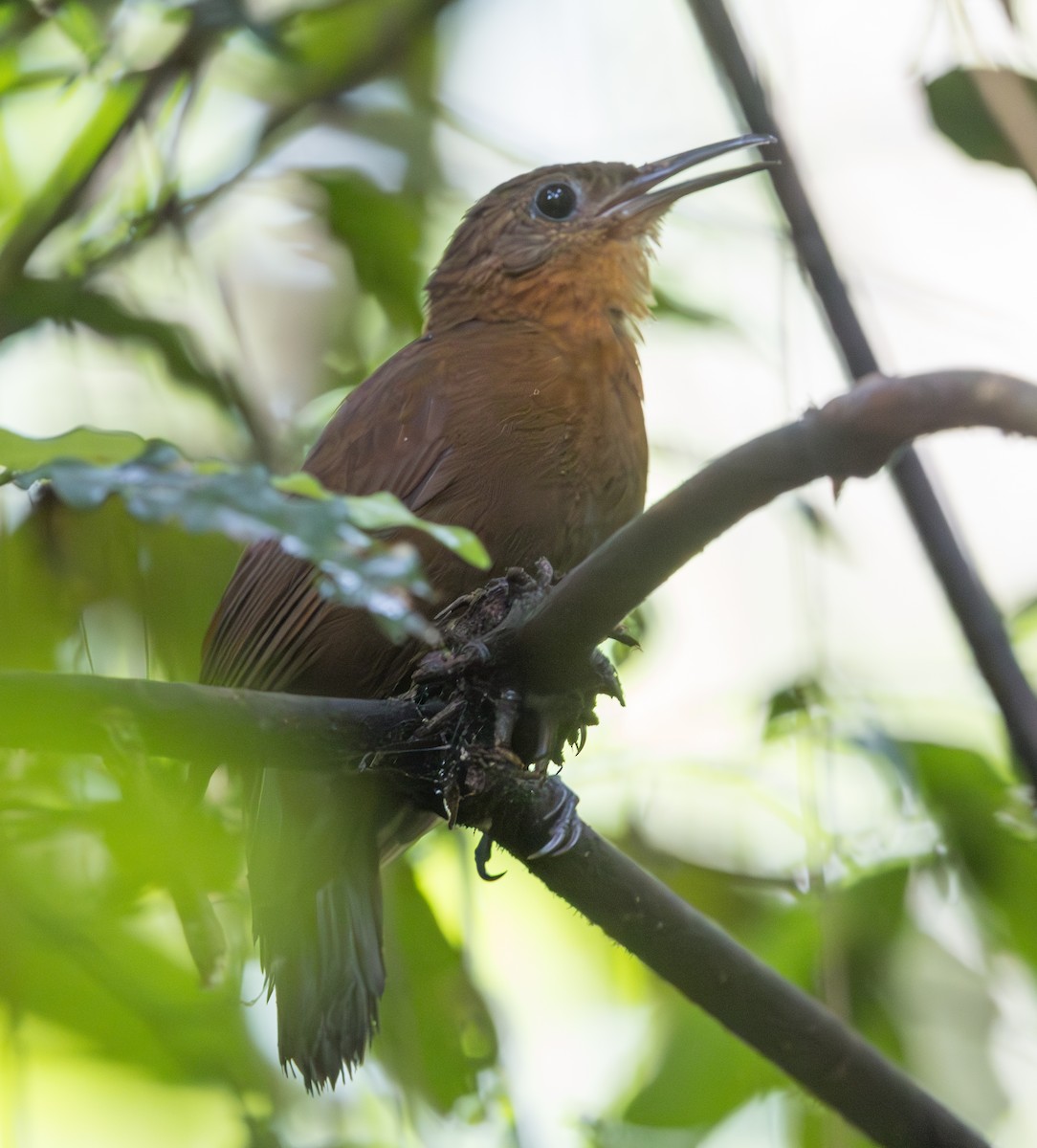 South American Leaftosser (Atlantic) - ML628356920