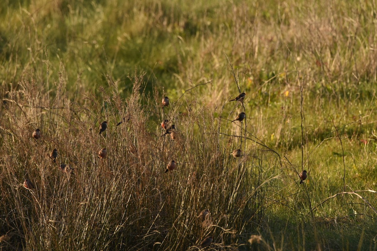 Common Waxbill - ML628356921