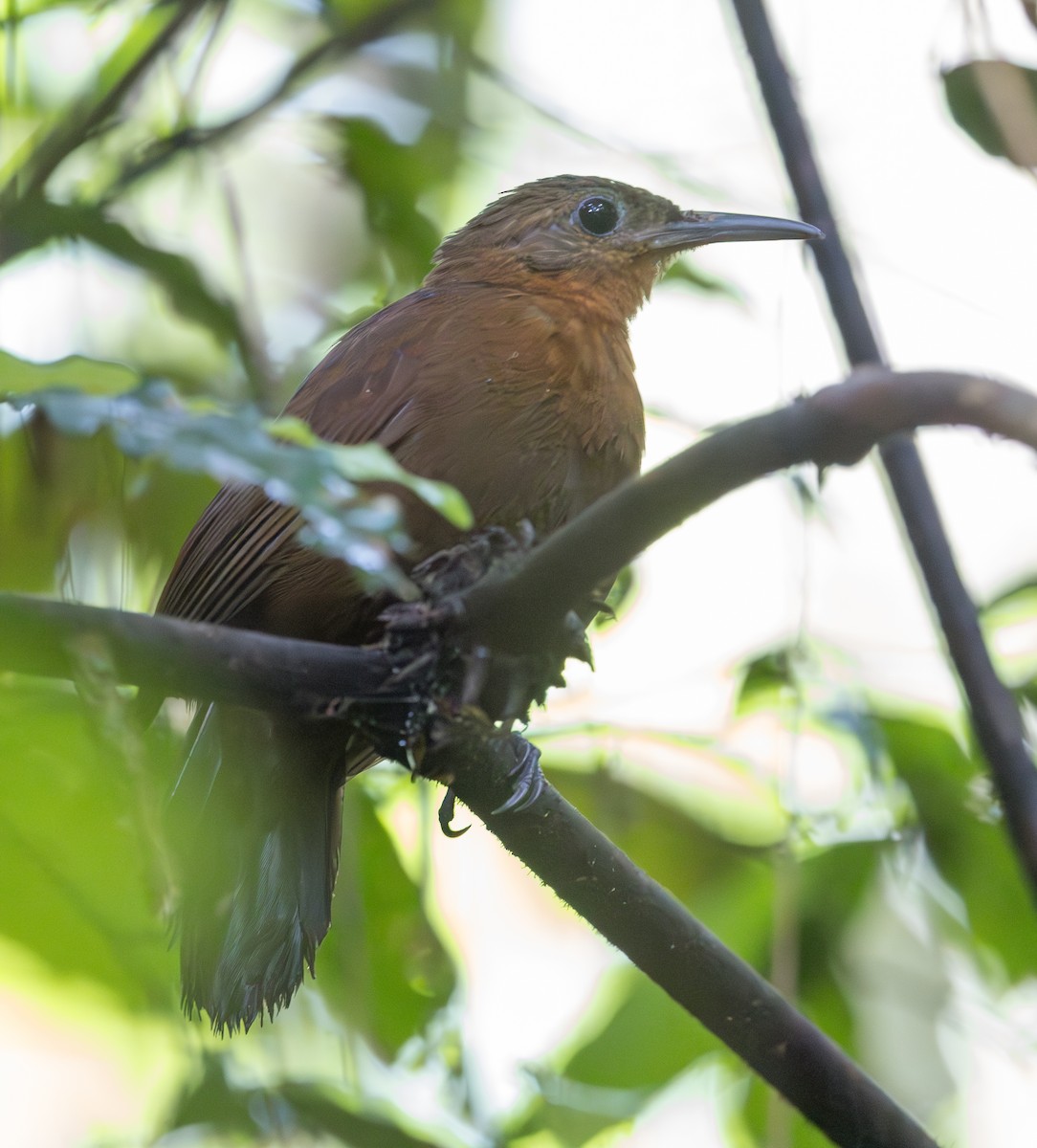 South American Leaftosser (Atlantic) - ML628356922