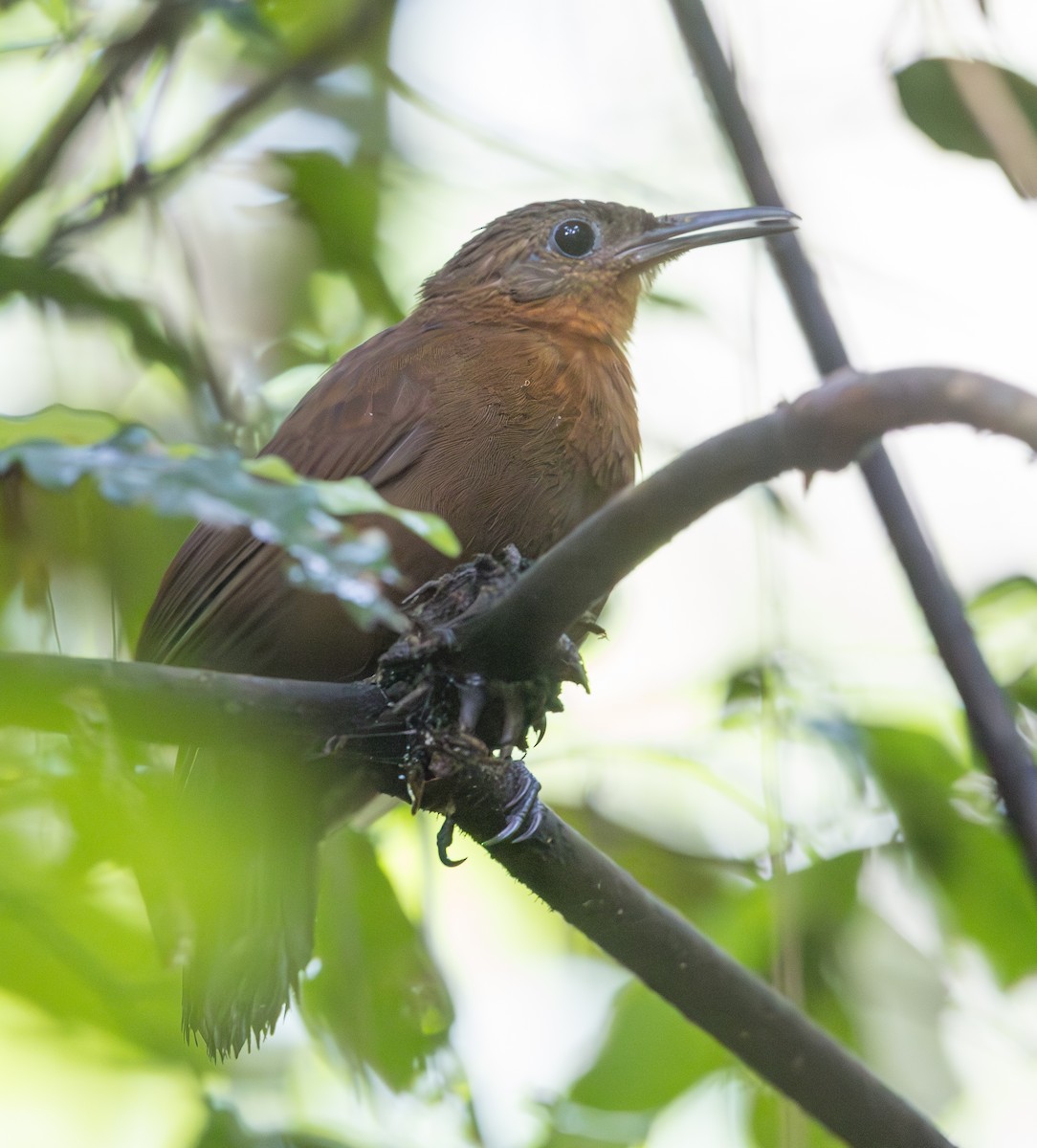 South American Leaftosser (Atlantic) - ML628356923