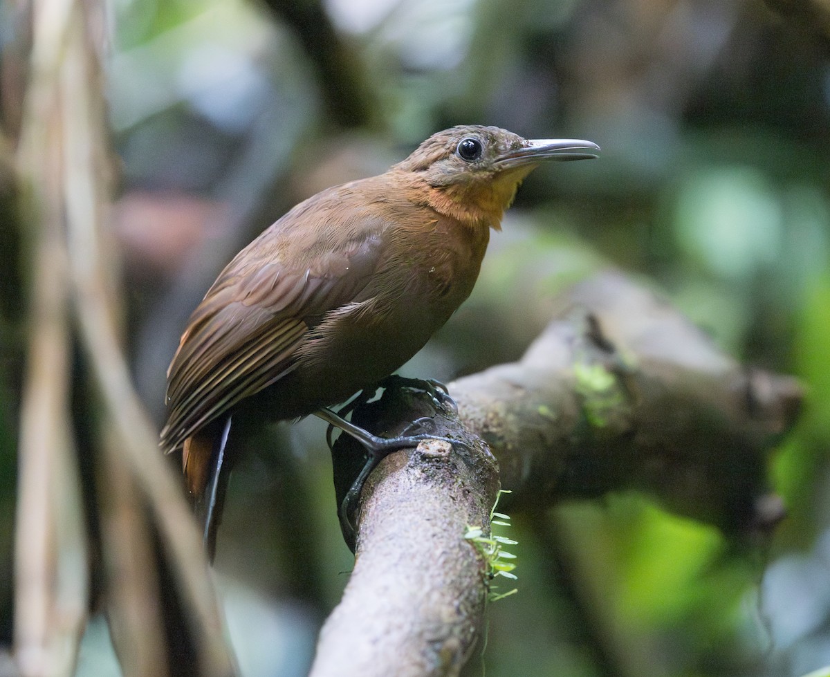 South American Leaftosser (Atlantic) - ML628356928