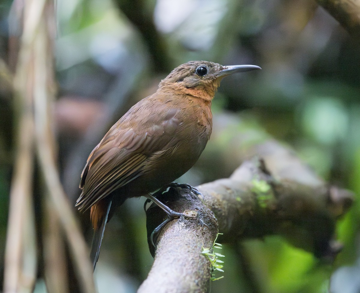 South American Leaftosser (Atlantic) - ML628356929