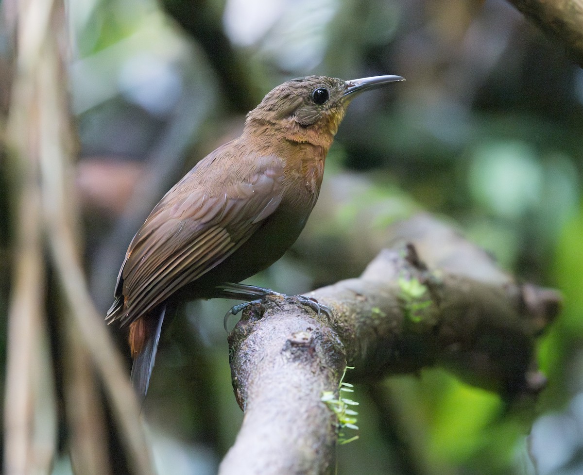 South American Leaftosser (Atlantic) - ML628356930