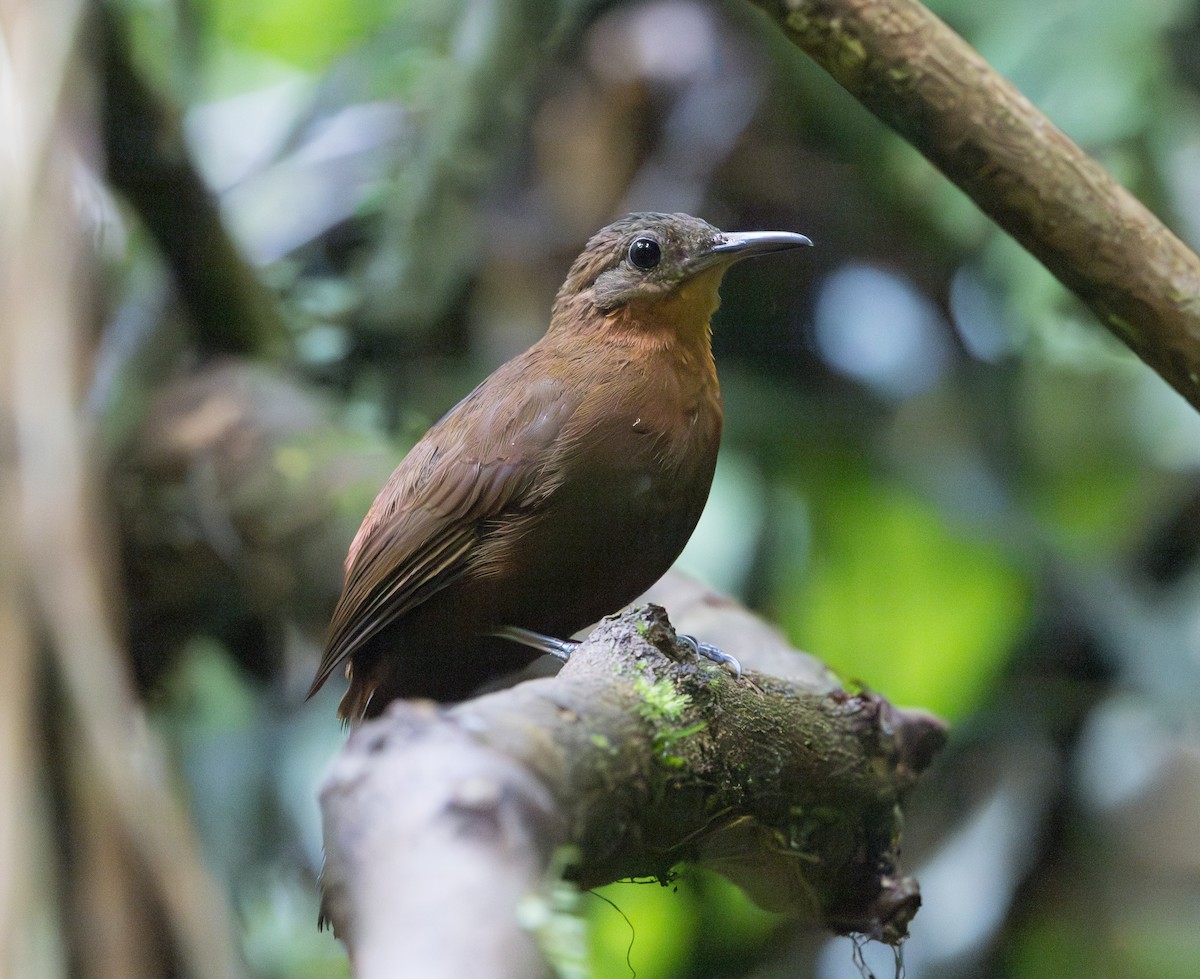 South American Leaftosser (Atlantic) - ML628356932