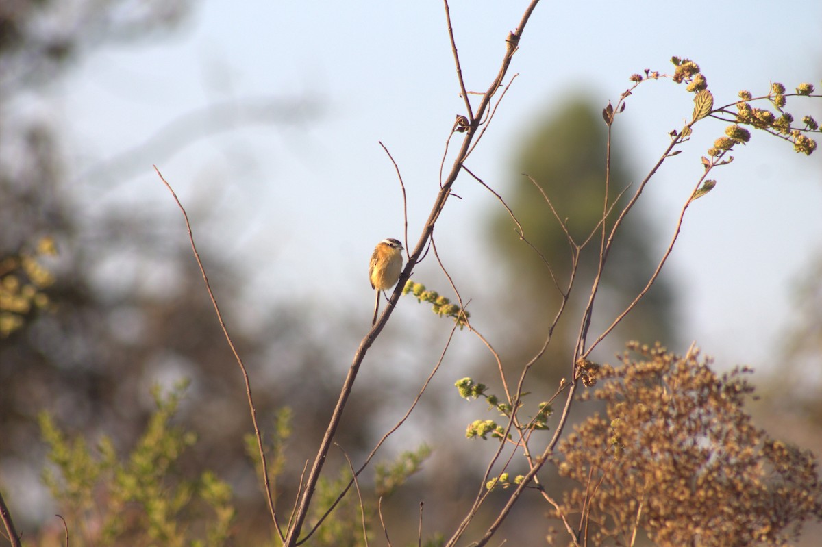 Sharp-tailed Tyrant - ML628356989