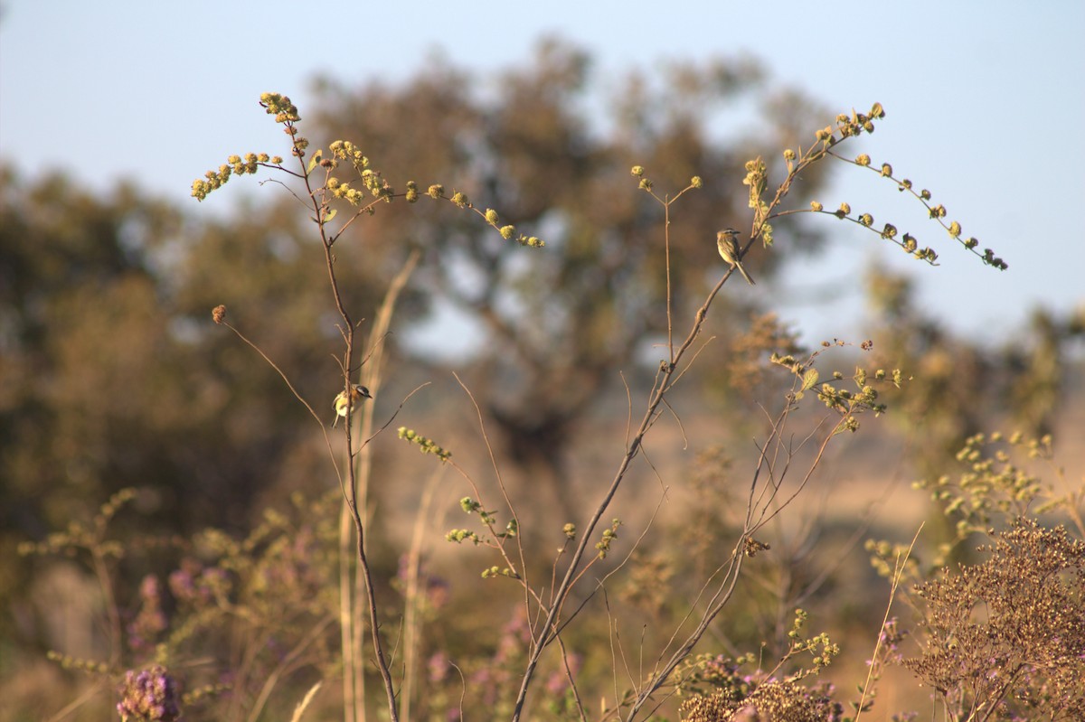 Sharp-tailed Tyrant - ML628356990