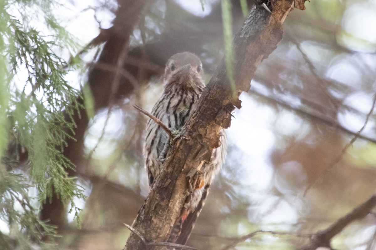 Abyssinian Woodpecker - ML628357130