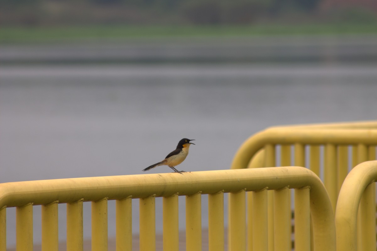 Black-capped Donacobius - ML628357162