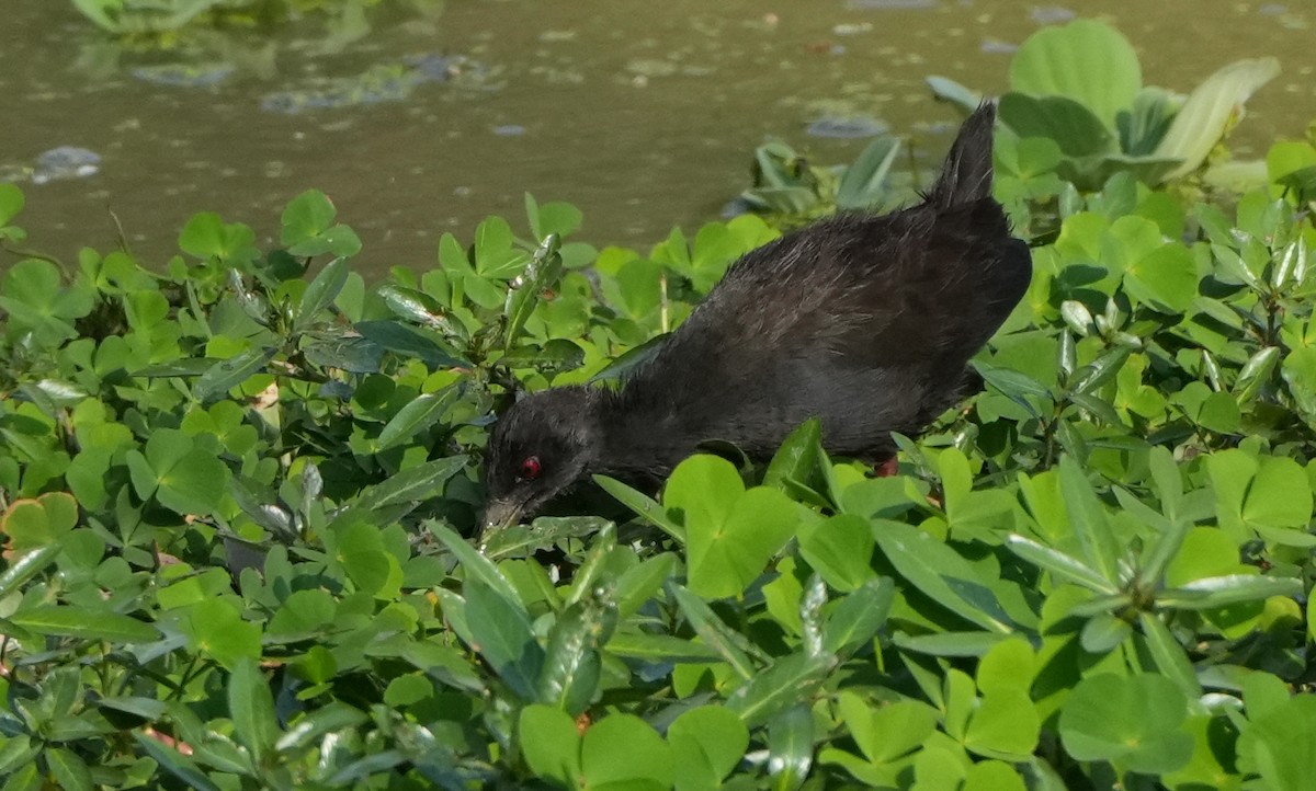 Black Crake - ML628357255