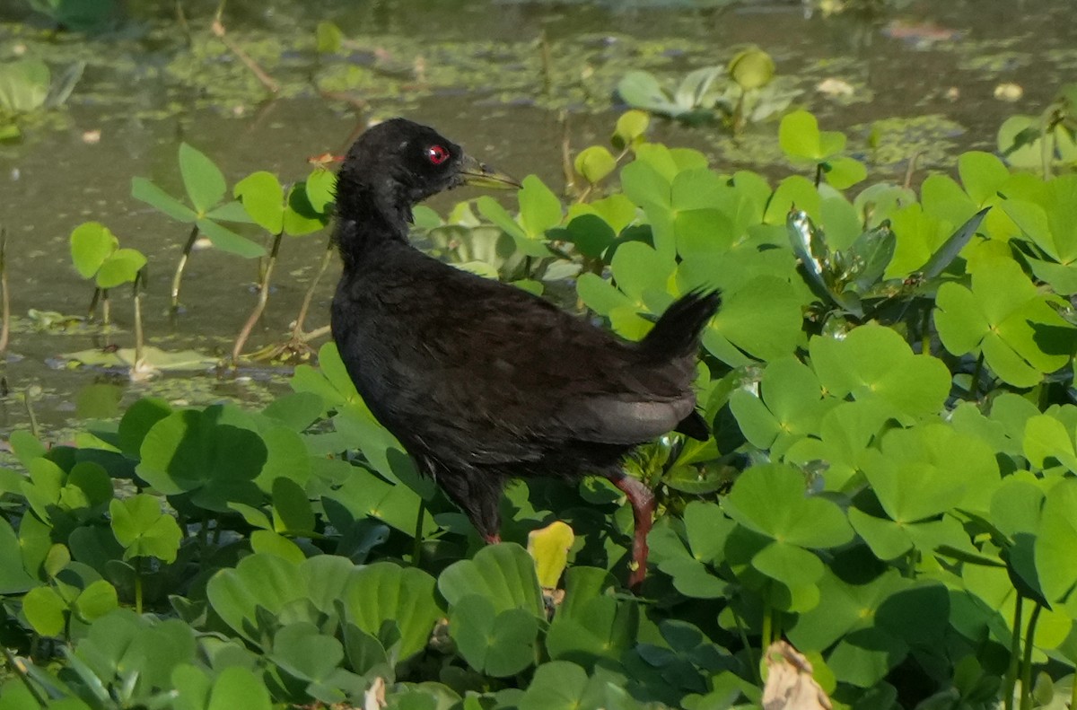 Black Crake - ML628357256