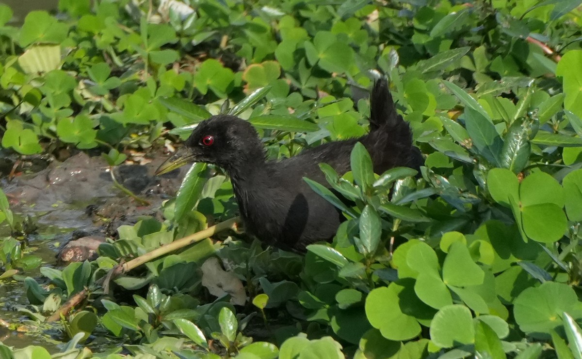 Black Crake - ML628357257