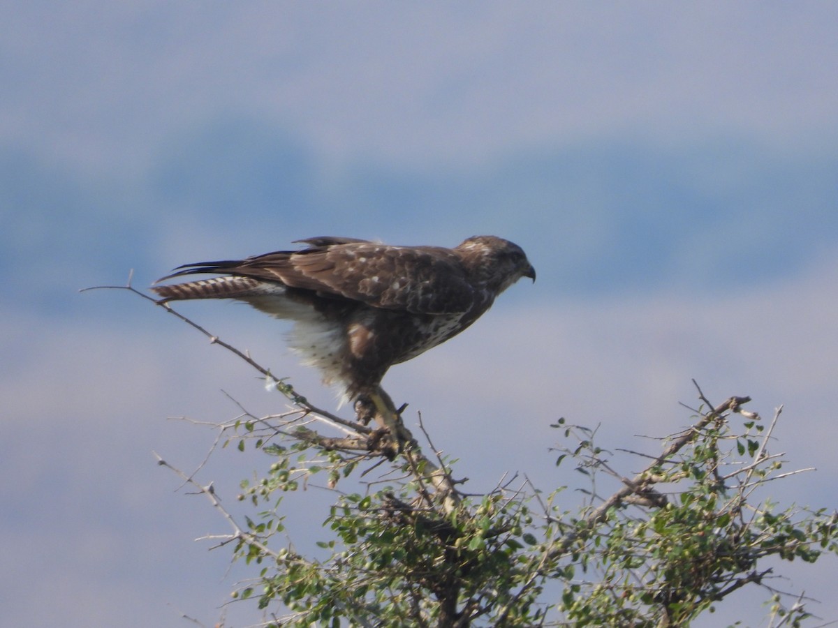 Common Buzzard - ML628357299