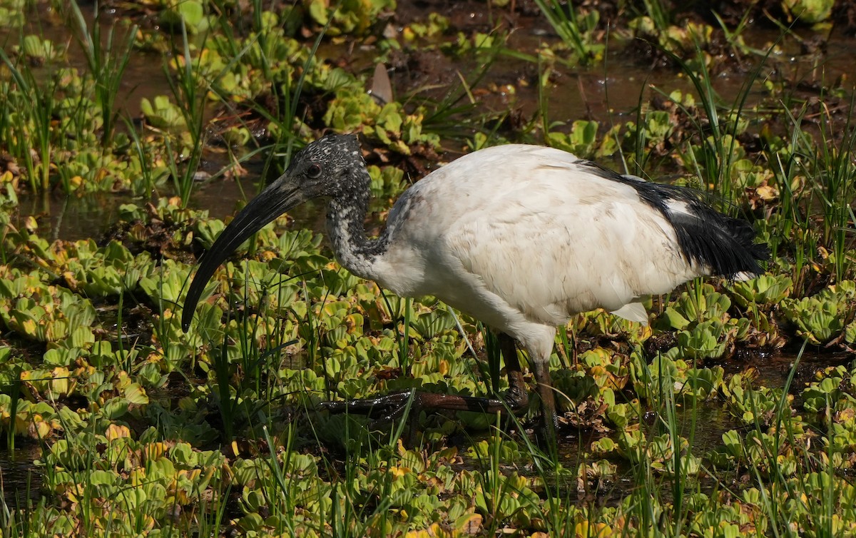 African Sacred Ibis - Roman Suffner