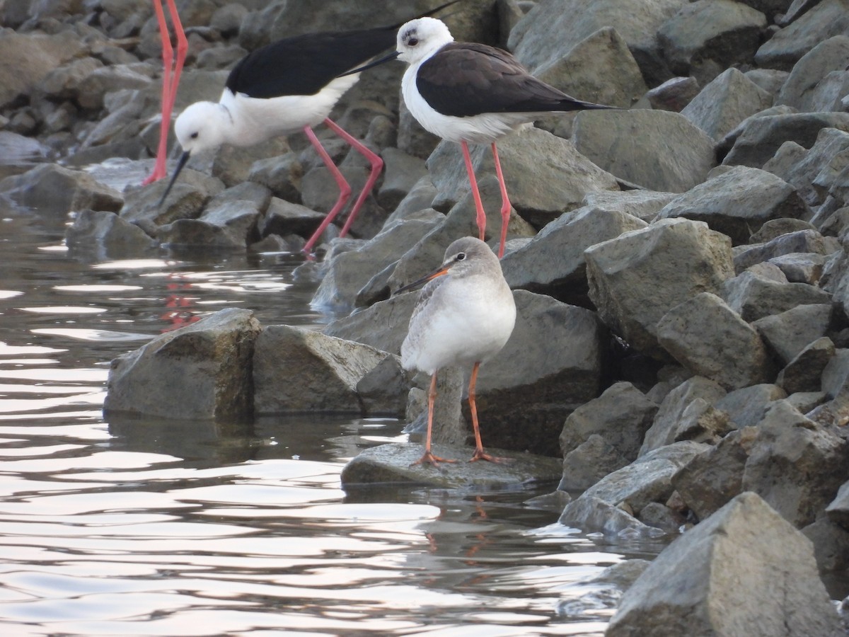 Spotted Redshank - ML628357343