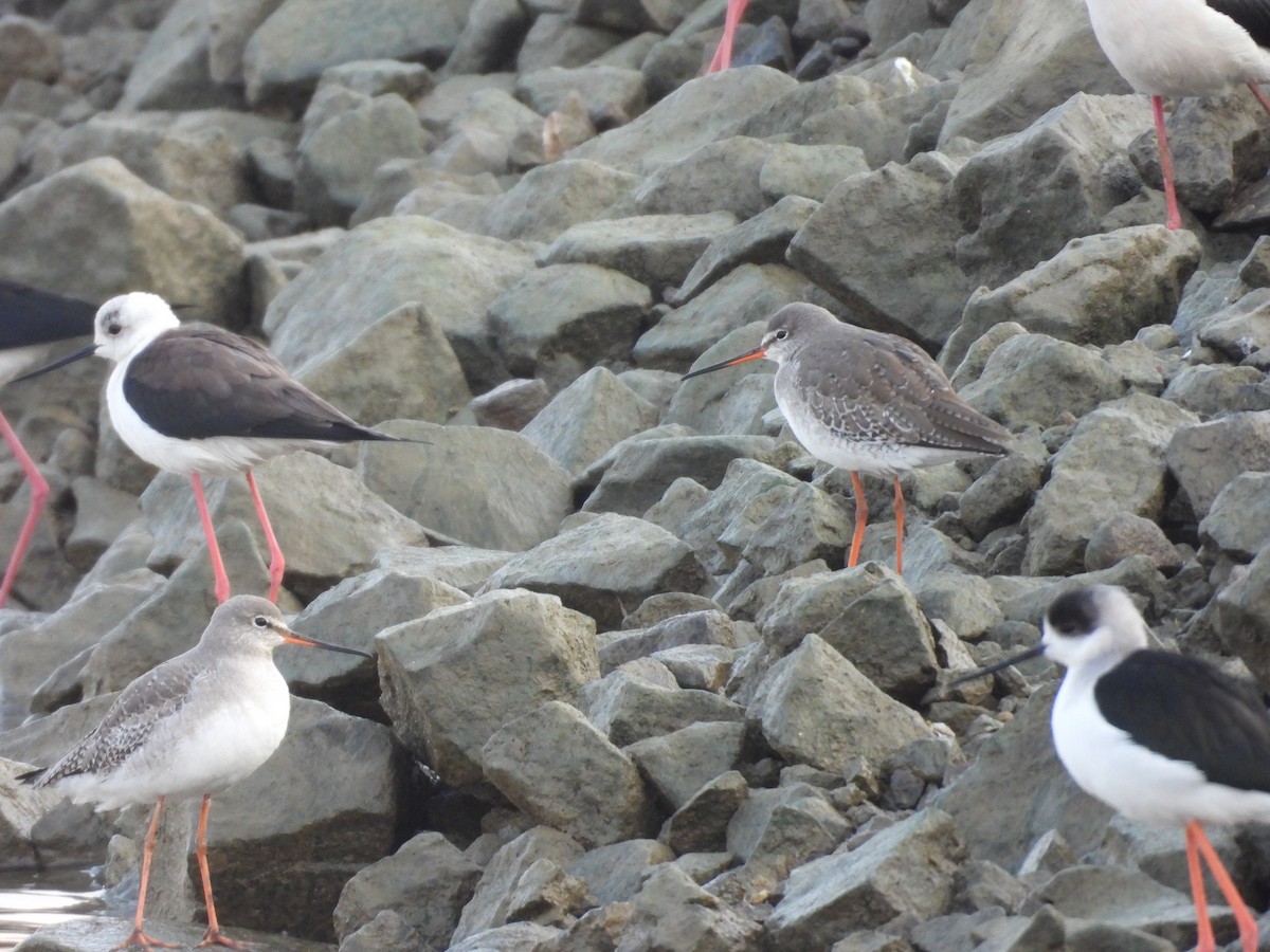 Spotted Redshank - ML628357359