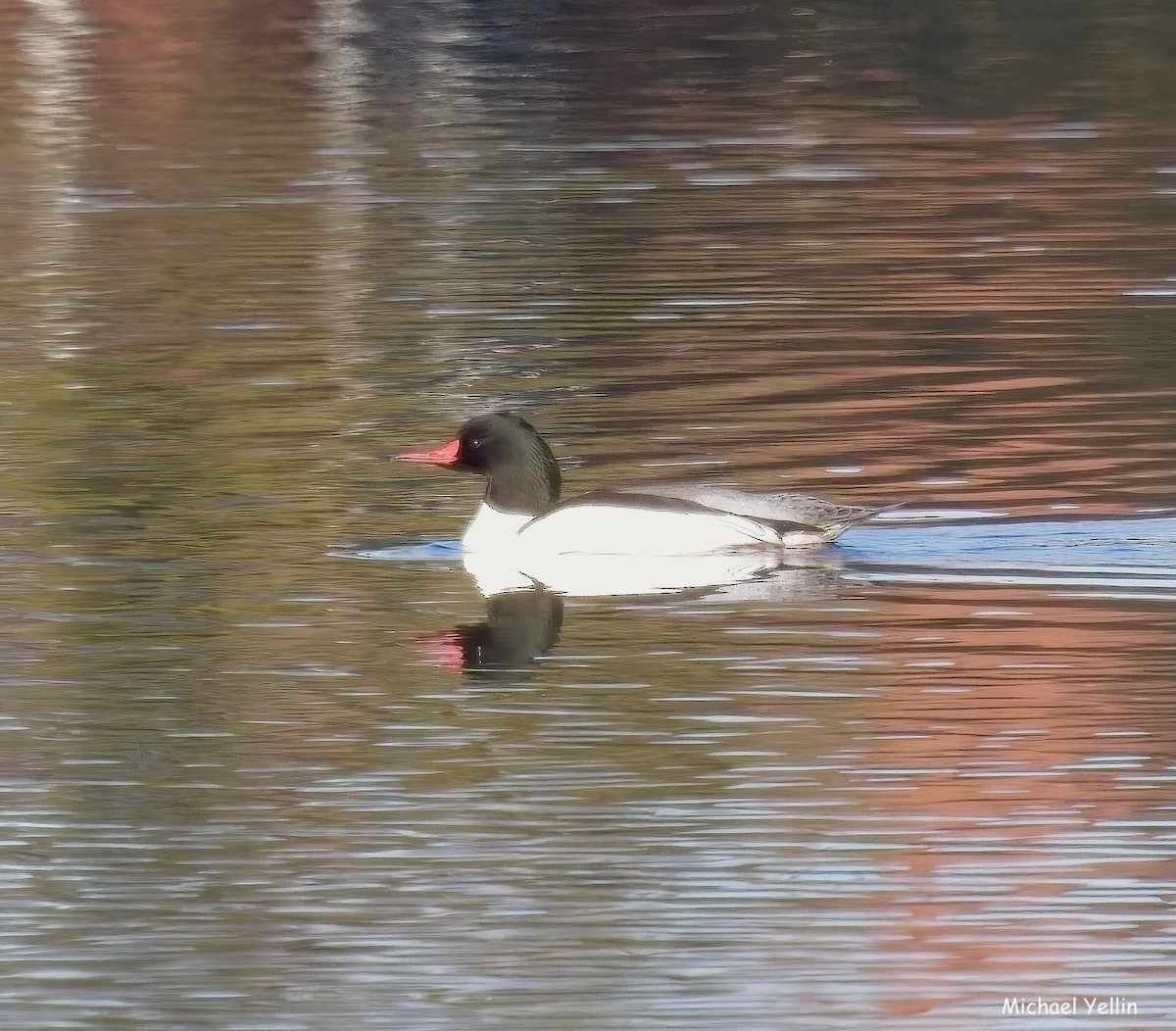 Common Merganser - ML628357369