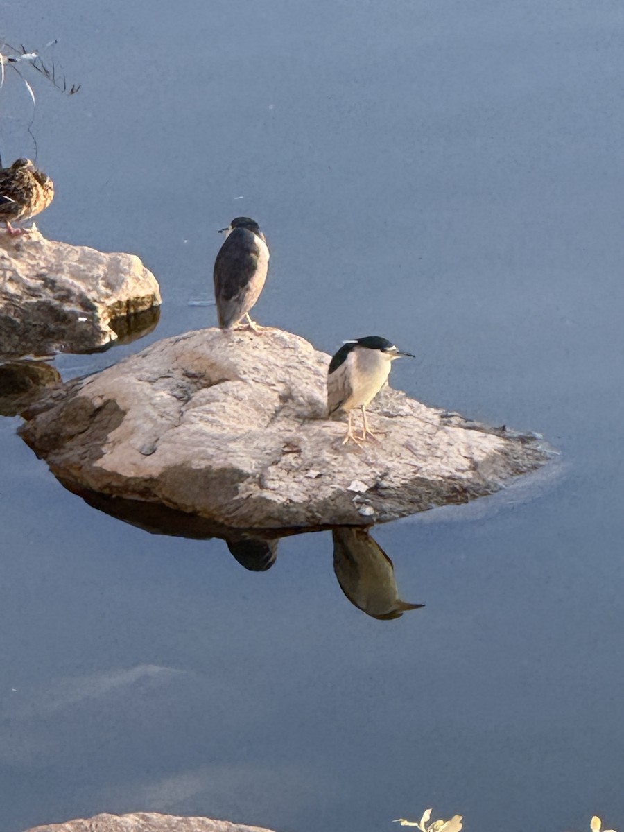 Black-crowned Night Heron - ML628357377