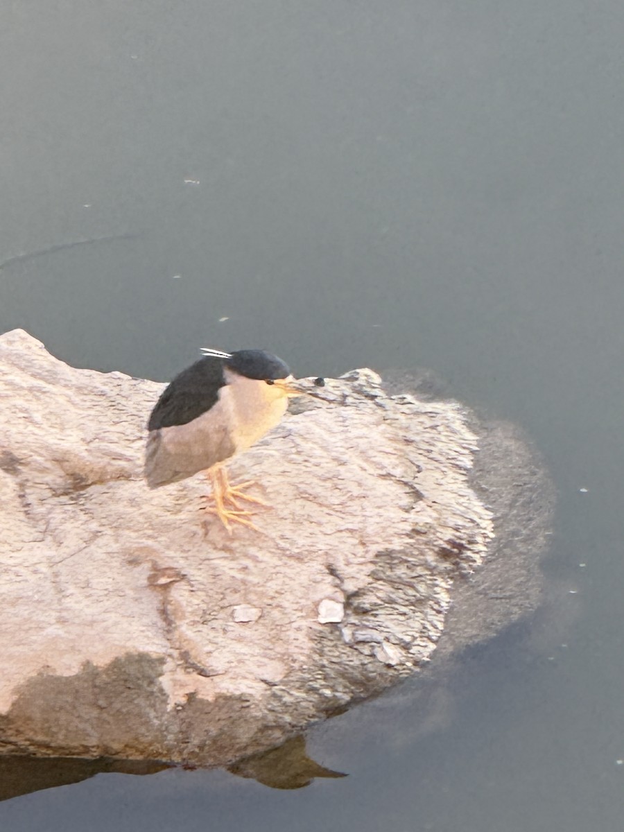 Black-crowned Night Heron - ML628357378