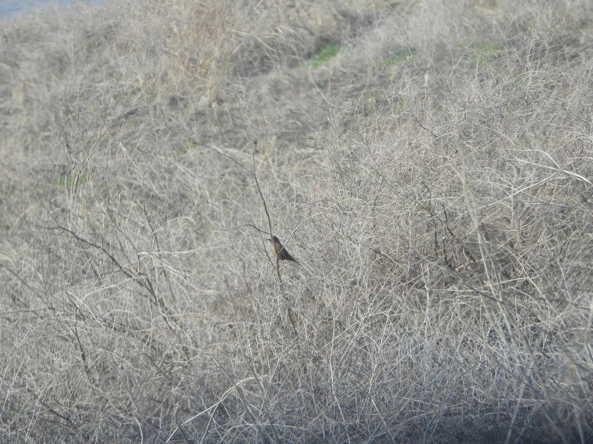 Clamorous Reed Warbler - ML628357409