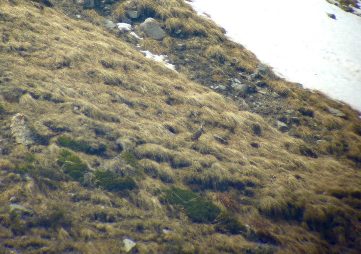 Himalayan Snowcock - ML628357908