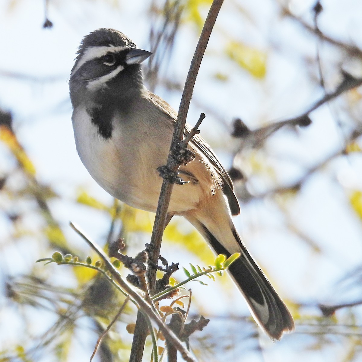 Black-throated Sparrow - ML628357912