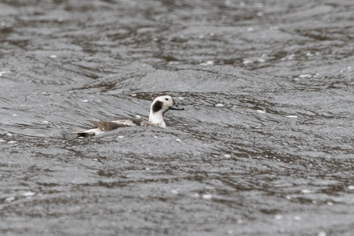 Long-tailed Duck - ML628357913