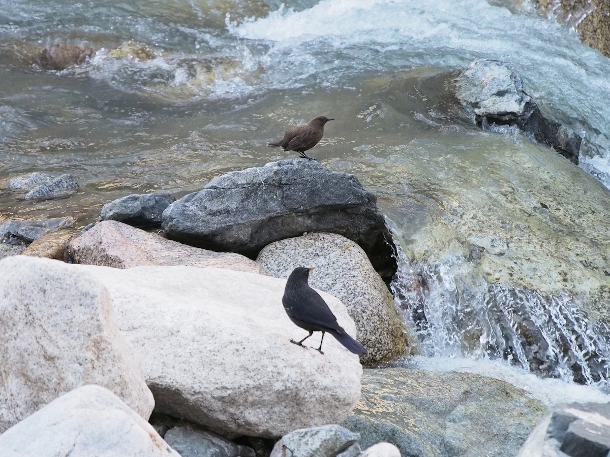 Brown Dipper - ML628357926