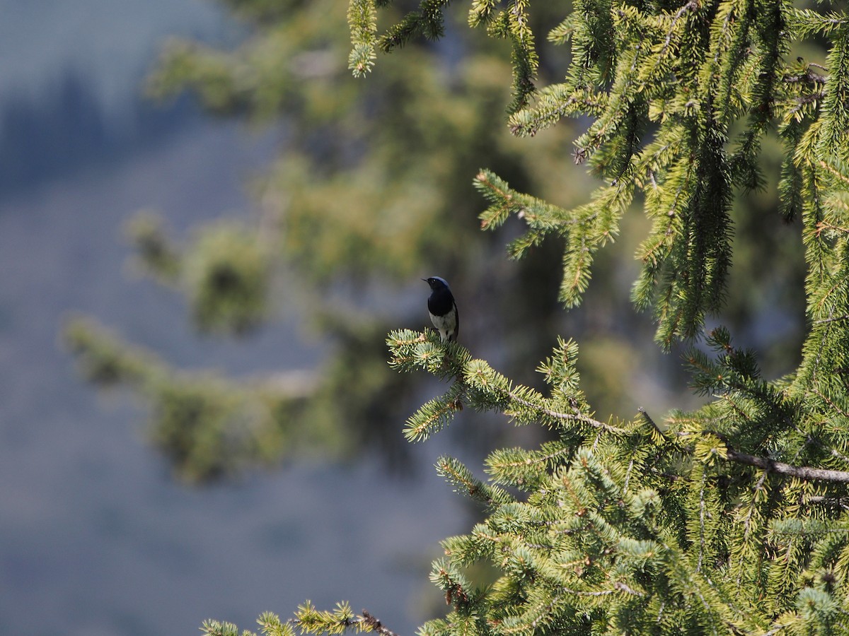 Blue-capped Redstart - ML628357936