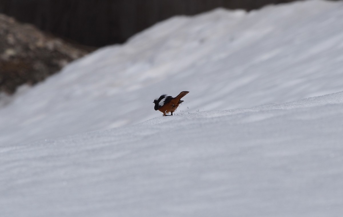 White-winged Redstart - ML628357970