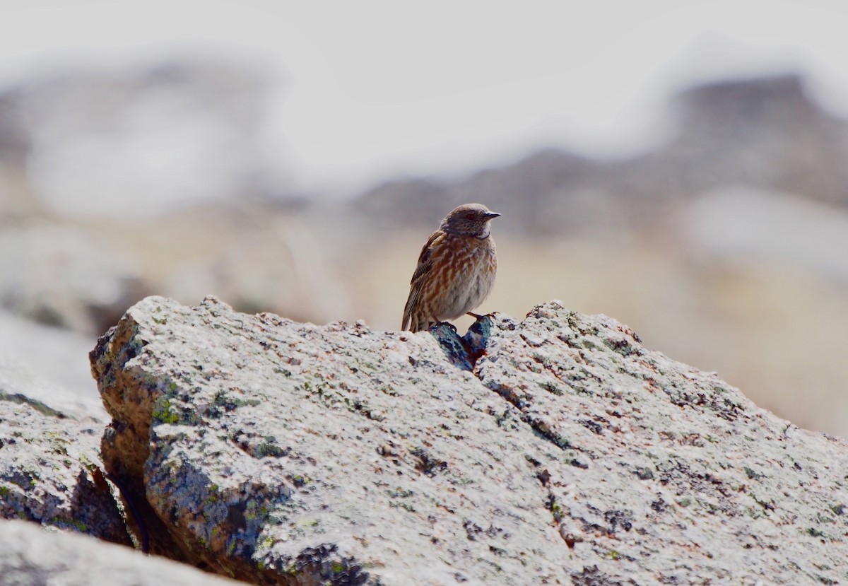 Altai Accentor - ML628357998