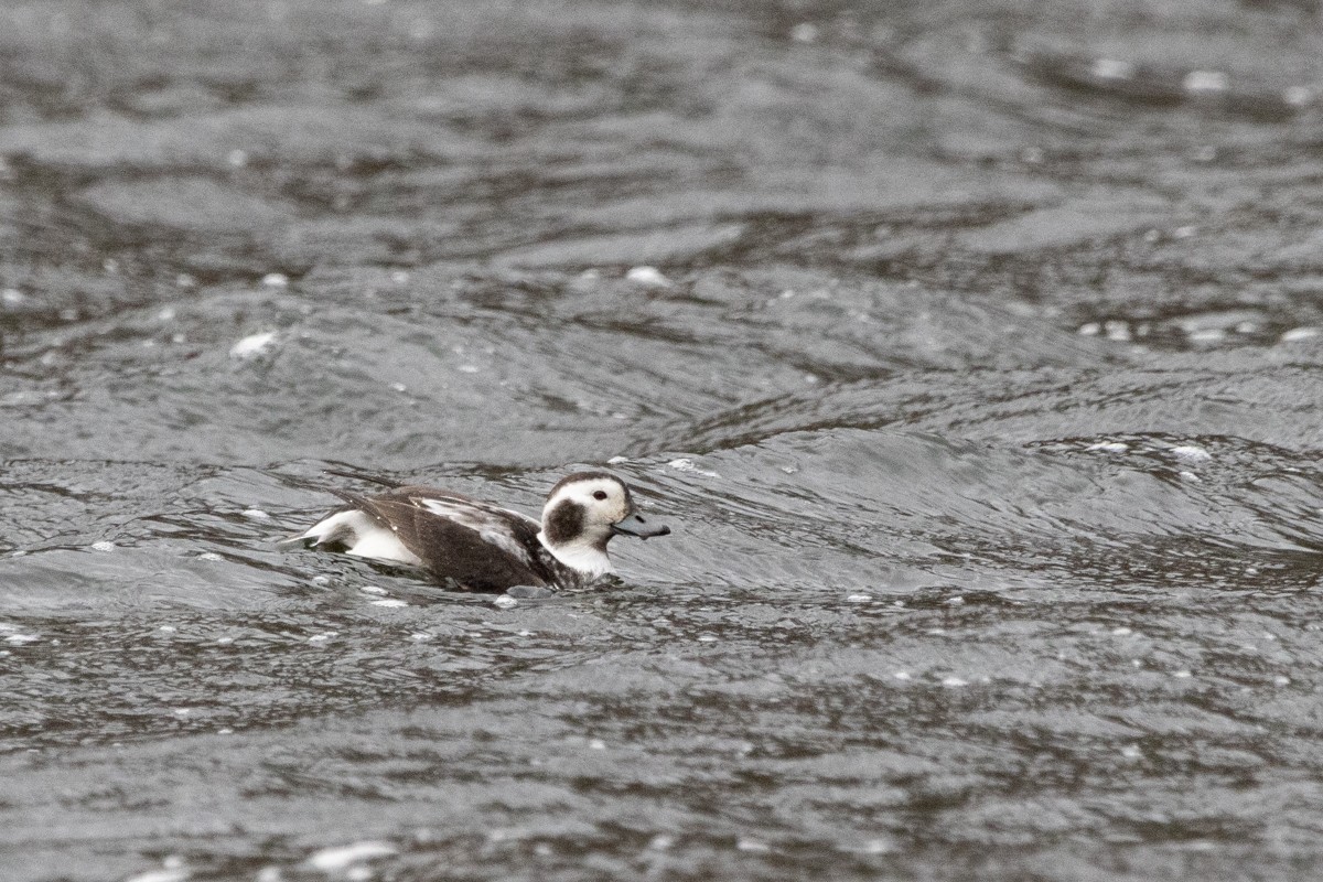 Long-tailed Duck - ML628358029