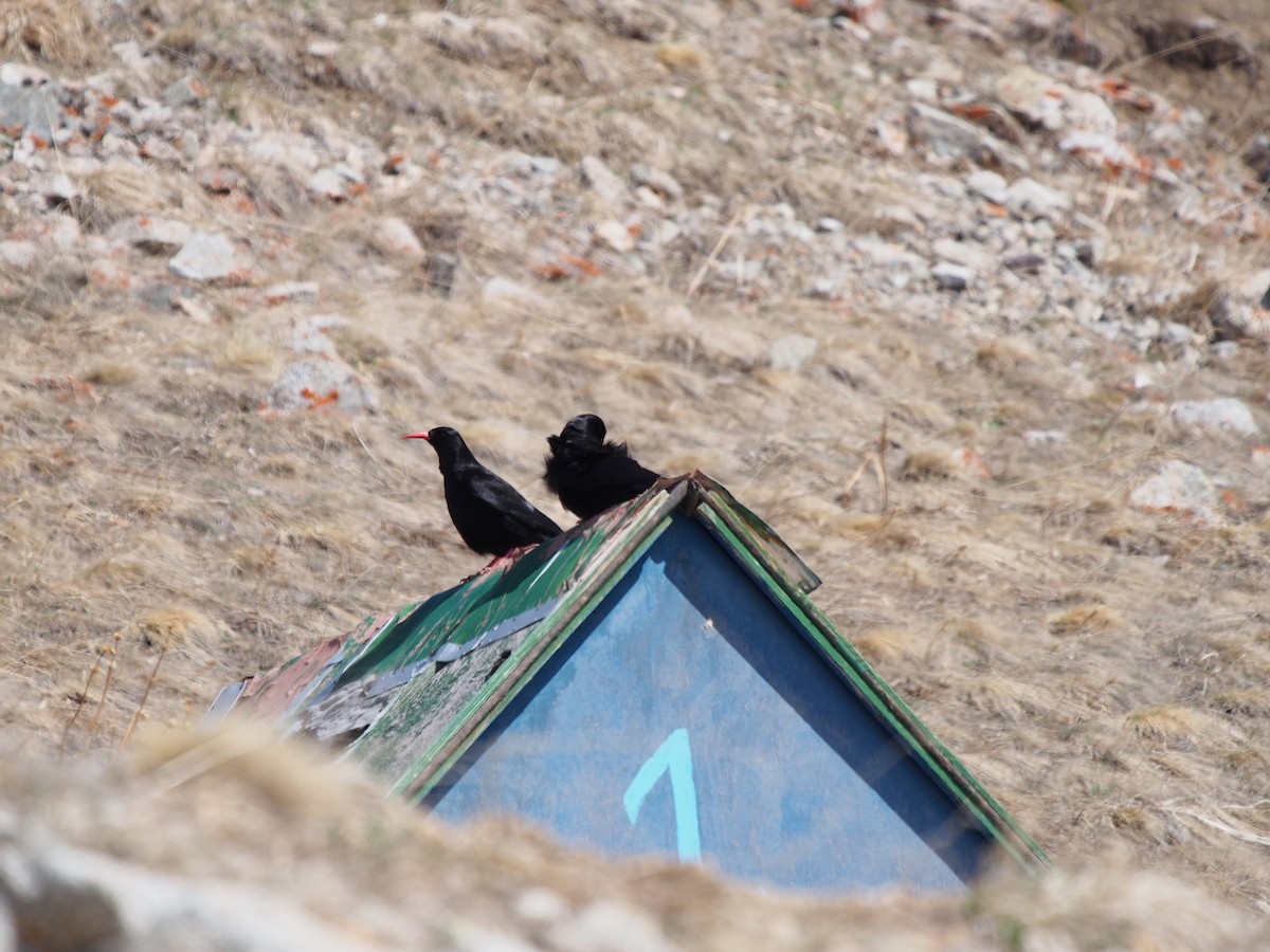 Red-billed Chough - ML628358030