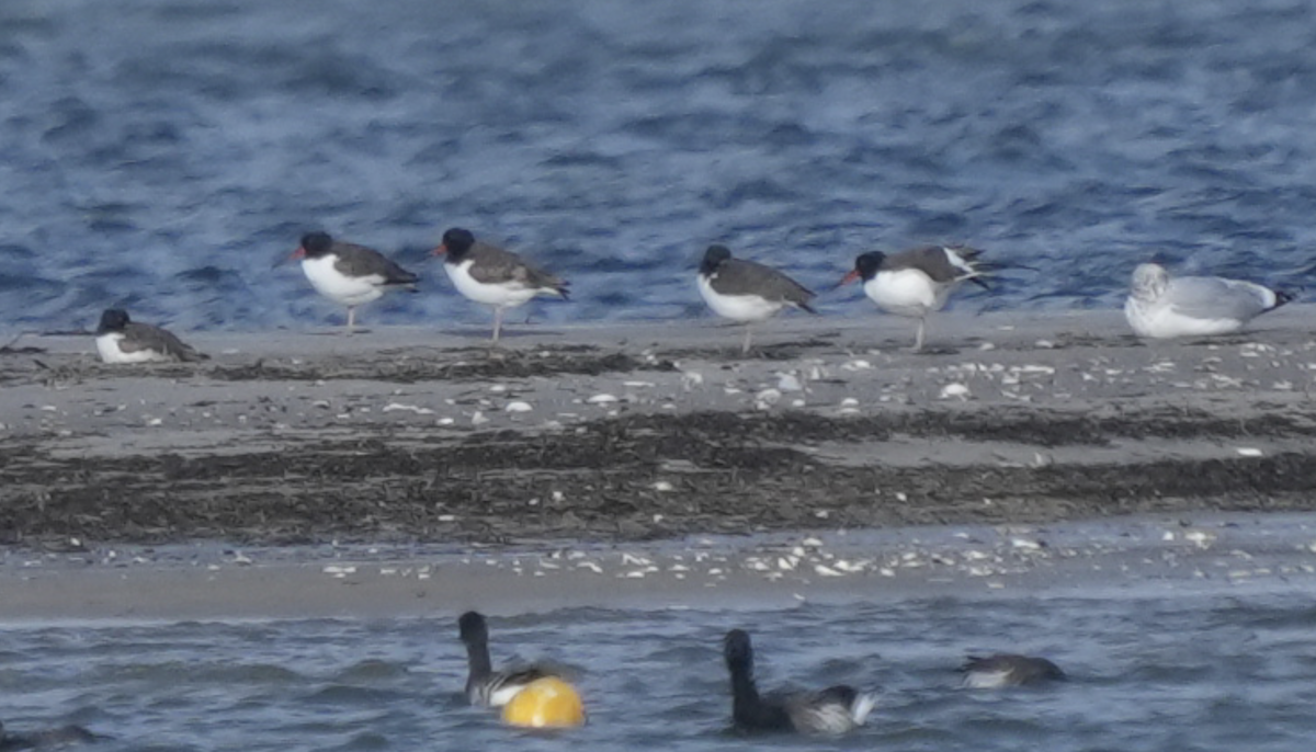 American Oystercatcher - ML628358138